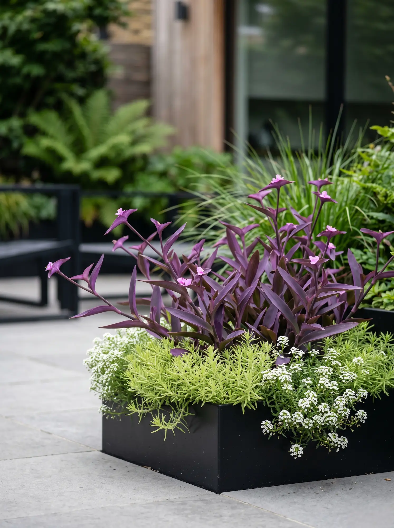 Tradescantia Combinacion 8 Plantas De Sombra Arquitectura Y Color En La Estructura Del Jardín